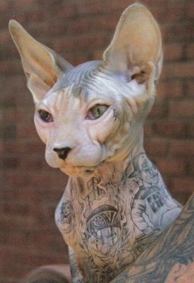  Tattoos on Russian Cat Tattoos    Strike Three