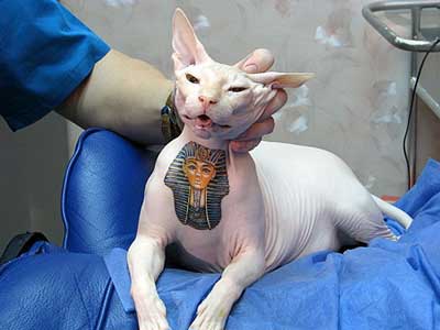 phat cats tattoo